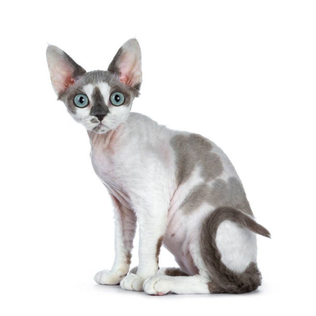 Gato Devon Rex - Imagen 2