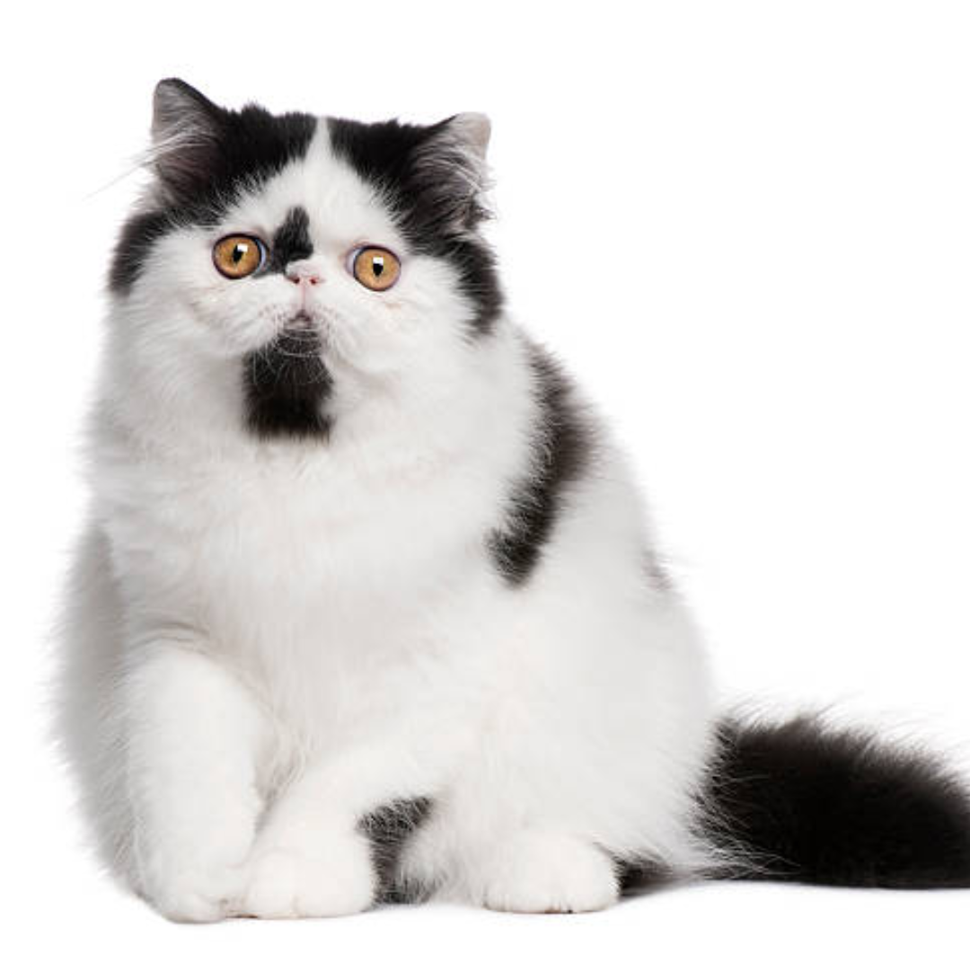 Gato Exótico - Imagen 2