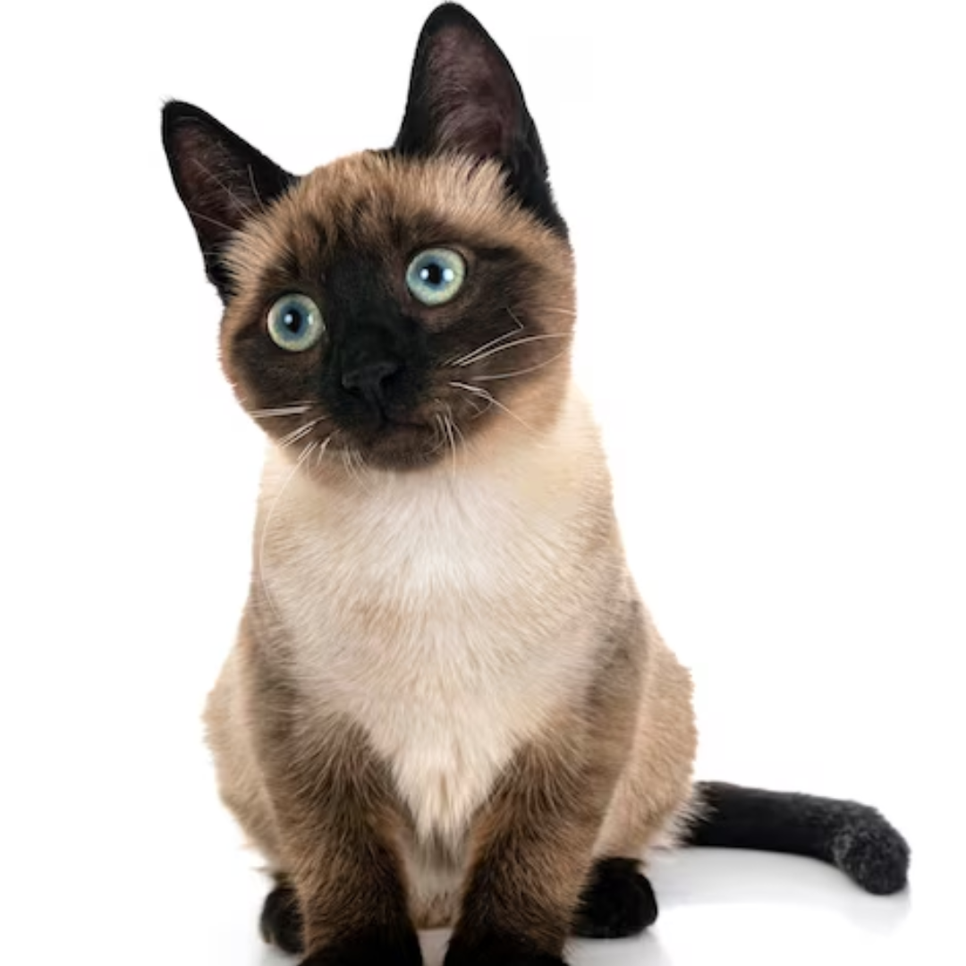 Gato Siamés - Imagen 2